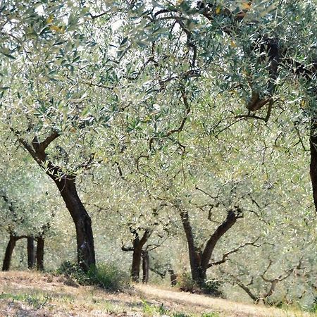 B&B Lavanda E Rosmarino Assisi Buitenkant foto