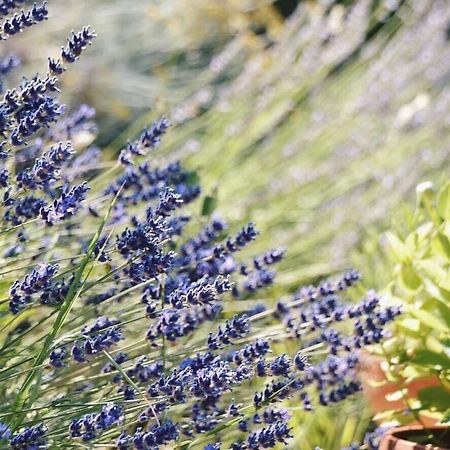 B&B Lavanda E Rosmarino Assisi Buitenkant foto
