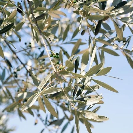 B&B Lavanda E Rosmarino Assisi Buitenkant foto