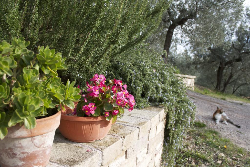 B&B Lavanda E Rosmarino Assisi Buitenkant foto