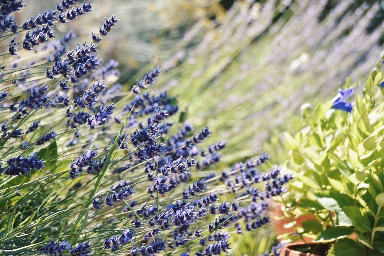 B&B Lavanda E Rosmarino Assisi Buitenkant foto