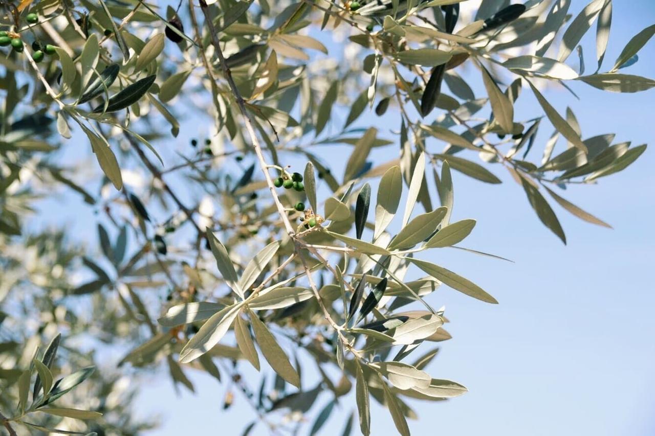 B&B Lavanda E Rosmarino Assisi Buitenkant foto